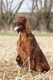 SETTER IRLANDAIS 334